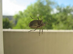 Insecte sur fenêtre